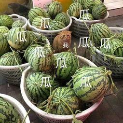 娱乐吃瓜头像图片